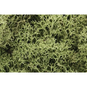 WL161 ZAROŚLA - Spring Green Lichen (BAG 1.41 dm3)