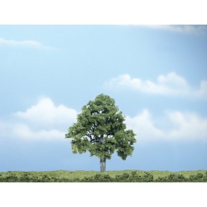 WTR1615  4" Beech Tree 1/Pkg