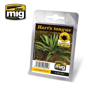 AMIG8455 ROŚLINY: HART'S TONGUE