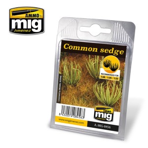 AMIG8456 ROŚLINY: COMMON SEDGE