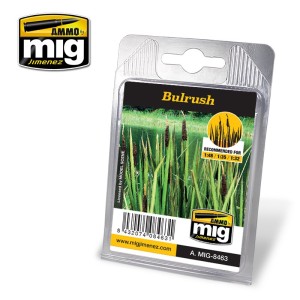 AMIG8463 ROŚLINY: BULRUSH